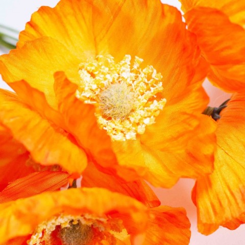 PAPAVERO ARANCIONE D7 H16 2